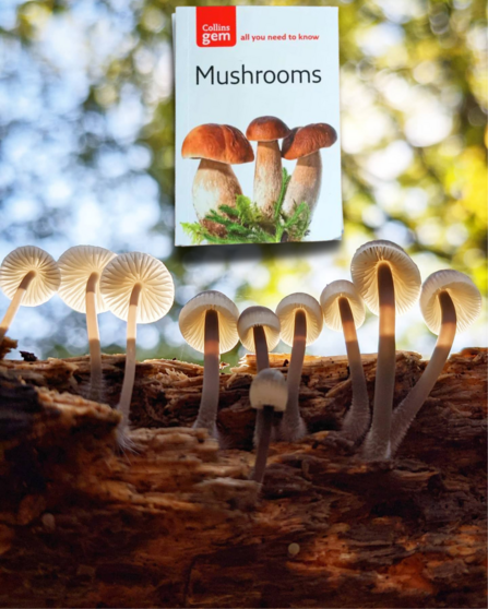 fungi