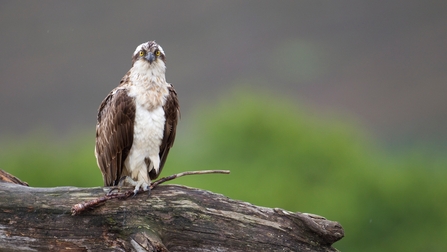 Osprey2 Peter Cairns/2020 Vision