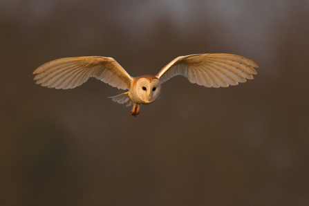 Barn Owl