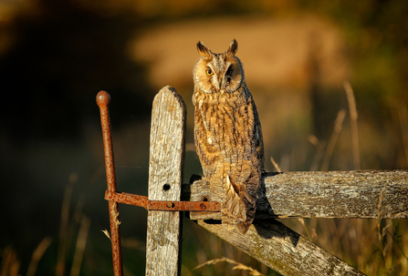 Owl