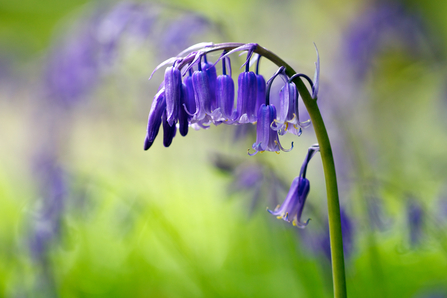 Bluebell