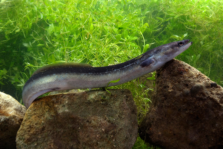 Eel