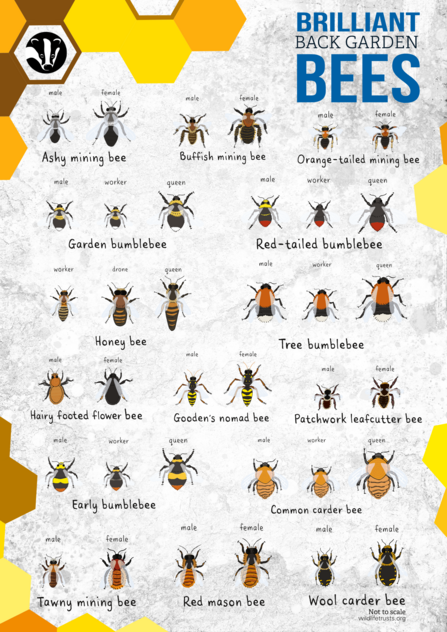 bee poster