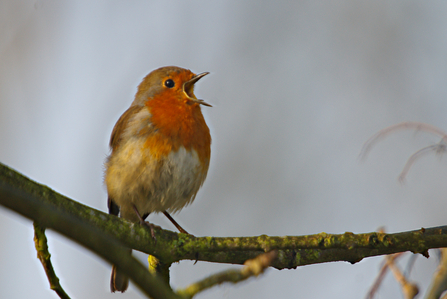 A robin perched on a mossy branch, singing