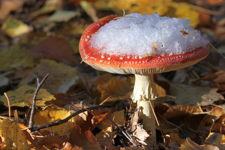 Fly agaric