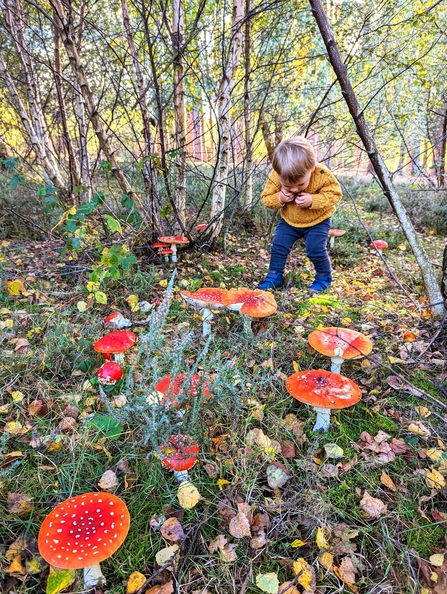 Fly agarics