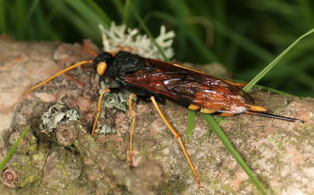 Giant horntail