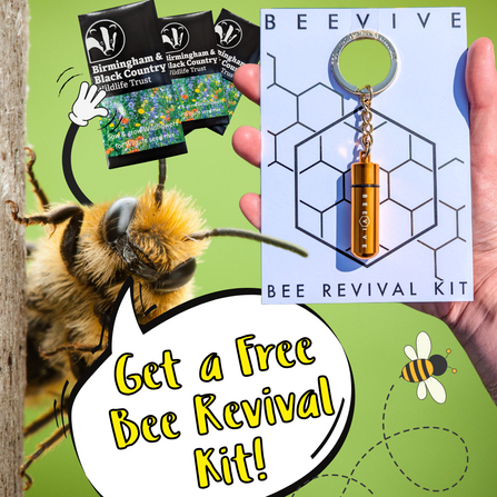 Bee Revival Kit Offer