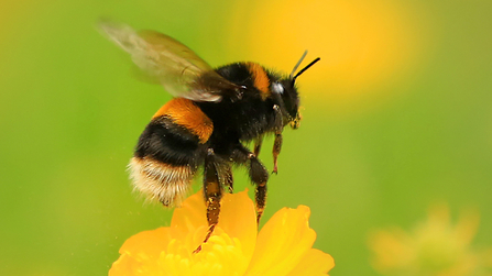 a close up of a buff-tailed bumblebee atop a bright yellow flower. The background is green and yellow and very out of focus.