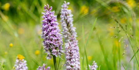 Orchids at Moseley Bog