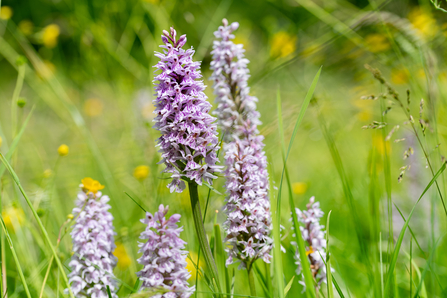 Wild orchids at Moseley Bog
