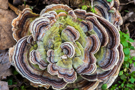 Turkey tail