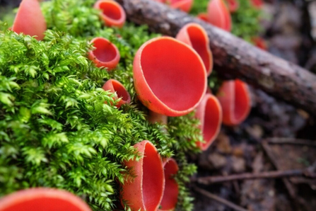 Scarlet elf cups