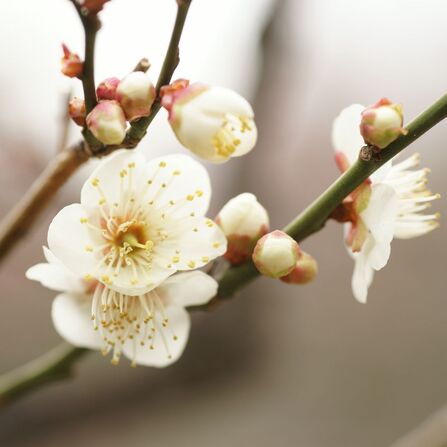 Branch of plum blossom with three white flowers and some buds.