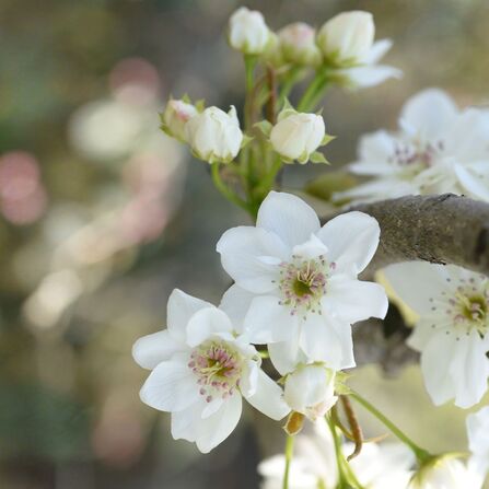 Cluster of white pear blossom flowers.