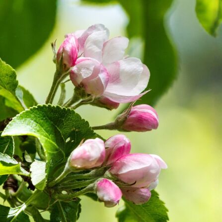 Apple blossom flowers and buds.
