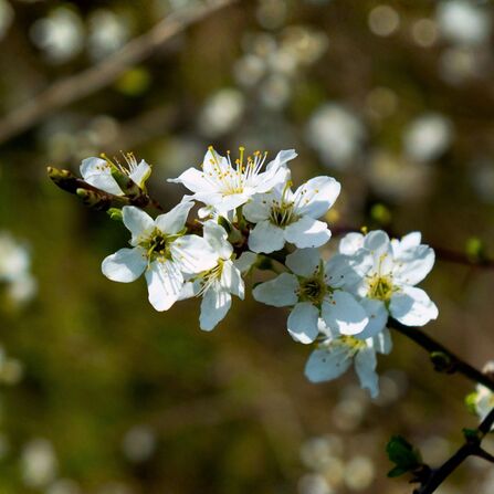 Cluster of white blackthorn blossom flowers