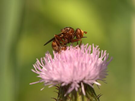 A ferruginous beegrabber on a pink flower. It's a hunched, reddish-brown fly with a yellow face