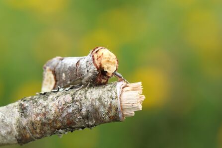 A buff-tip moth resting on a broken branch. The moth is long and narrow, with mottled grey wings and a buff patch at the wingtip and a buff head. The moth looks a lot like a broken birch twig