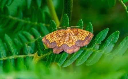 A dark bordered beauty moth resting on a fern leaf. It's a pale golden-brown moth with darker, purple-brown borders on the wings and as lines across the wings