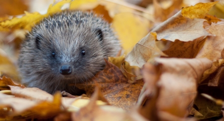 Hedgehog in autumn leaves