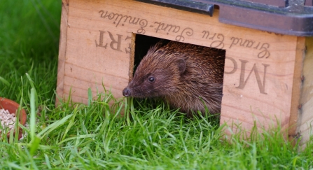 Hedgehog in House