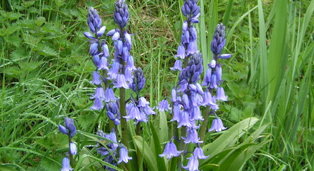 Bluebells