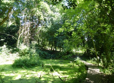 Moseley Bog Pool