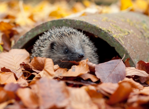 Hedgehog in leaves