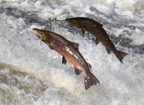 Atlantic Salmon - Google, labelled for resuse