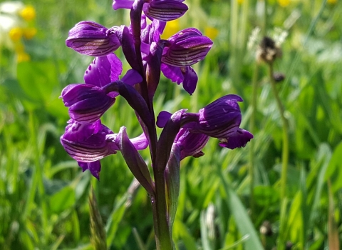 Green winged orchid at Castle Vale Meadow