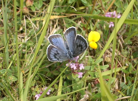 Large Blue butterfly