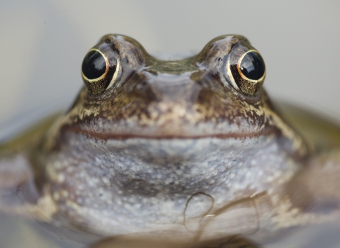 Frog close up of face