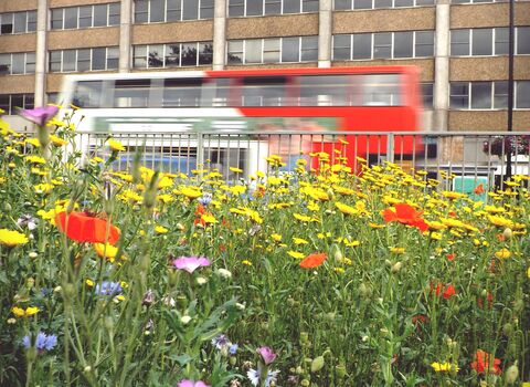 Bus going past an urban wildflower meadow