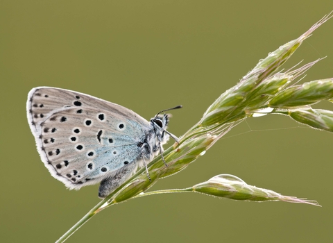 Large Blue butterfly