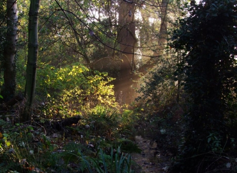 Moseley Bog in the early morning light