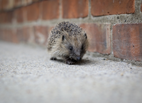 Hedgehog walking along a wall