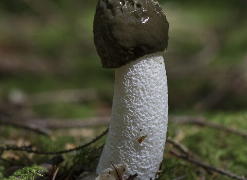 Stinkhorn fungus