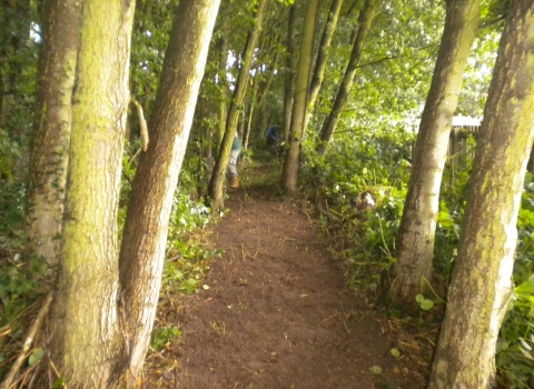 Path through the woods at Hill Hook