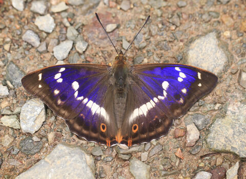Purple emperor
