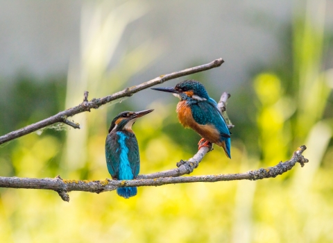 Kingfishers