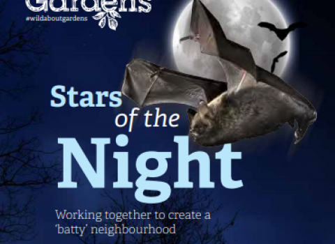 Stars of the Night, Bat Pack Cover