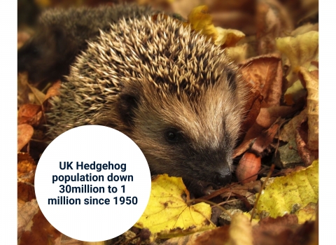 UK hedgehog population down 30m-1m since 1950