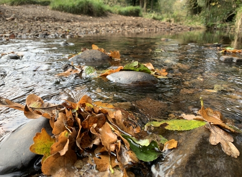 leaves in the stream 