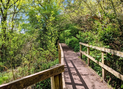 Moseley Bog