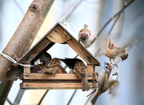 Bird feeder