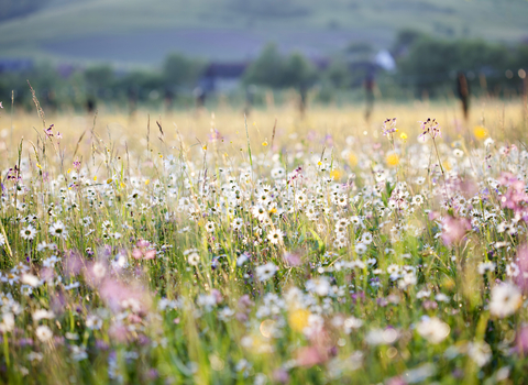 Meadow