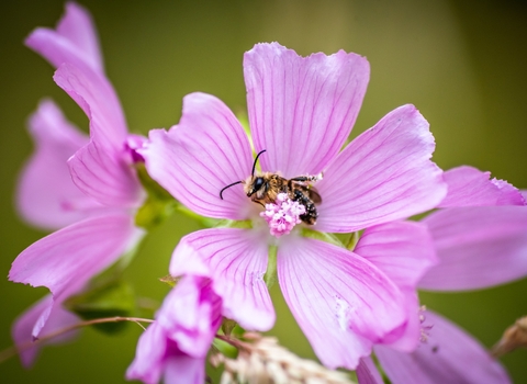 Centre of the Earth bee