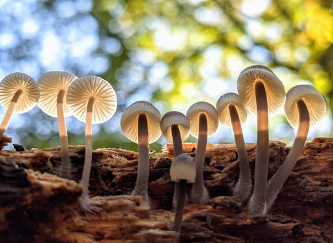Fungi