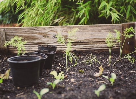 Compost